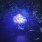 Rock Drake Egg Nest Keychain