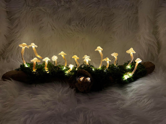 Twinkle, Twinkle, Mushroom Log [001]